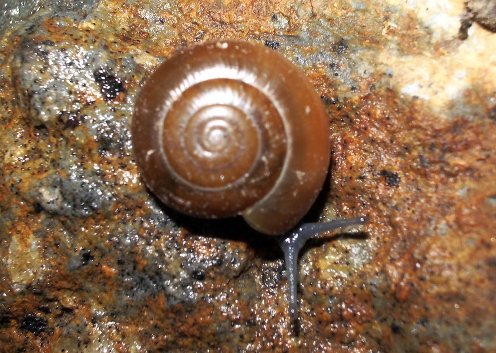 Oxychilus (Oxychilus) pilula (Westerlund in Paulucci, 1886)